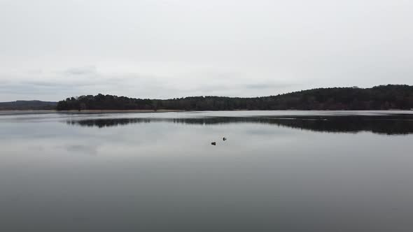 Duck Swimming on the Lake Evening Pond