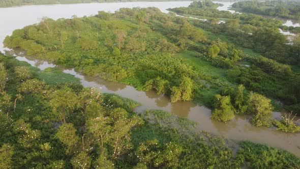 Aerial view egret birds live at tree