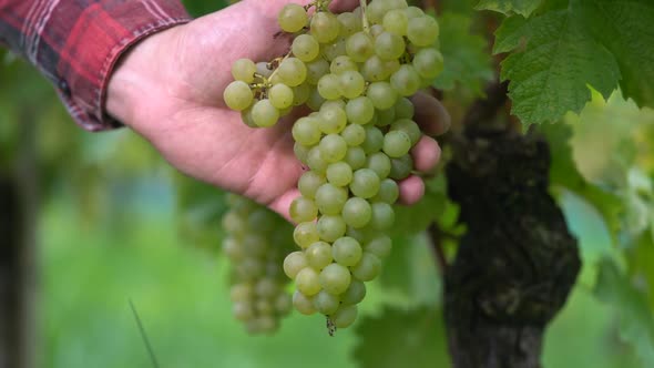 Farmer Examines A Bunch Of Green Grapes in A Vineyard.