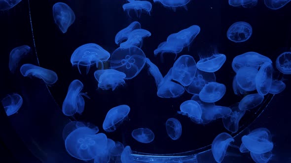 Common Jellyfish Moon or Saucer Sea Jelly Swims