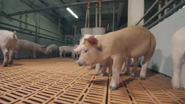 Young Piglets are Being Wary of the Camera