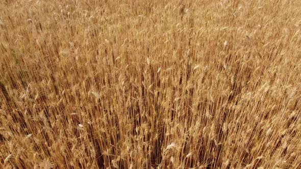 Golden Wheat Crop Agriculture Field