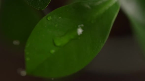 Water Drops on a Leaf 101