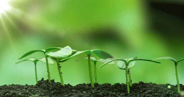 Young Cucumber Plants Germinate Under the Sun, Time Lapse, Alpha Channel