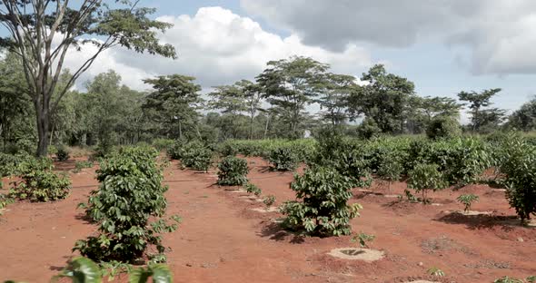 Fruit tree plantation with peanut plants and other exotics in Malawi Africa, Dolly right shot