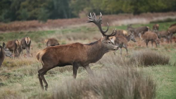 Red deer antler stag profile walking slow motion