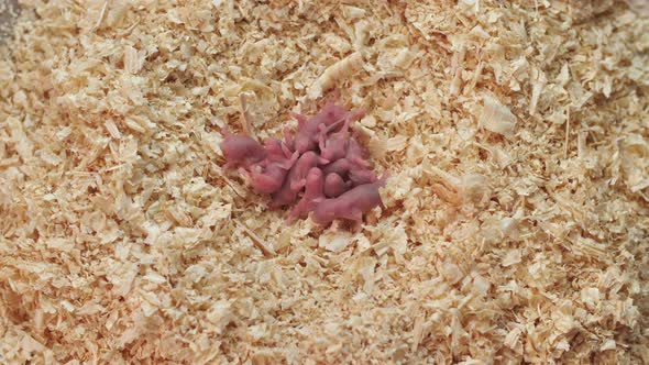 Newborn Bald Hamsters in Sawdust