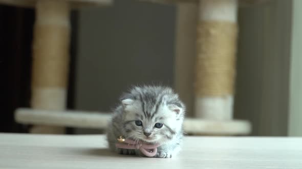 British Shorthair Kitten Lying On Wooden Table With Copy Space