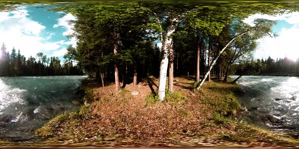 360 VR Virtual Reality of a Wild Forest. Pine Forest, Small Fast, Cold Mountain River. National Park