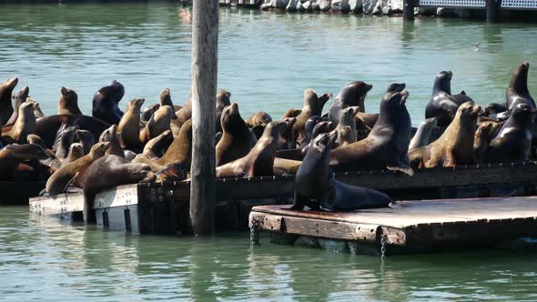 Sea lions very active on Pier 39