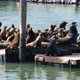 Sea lions very active on Pier 39 - VideoHive Item for Sale