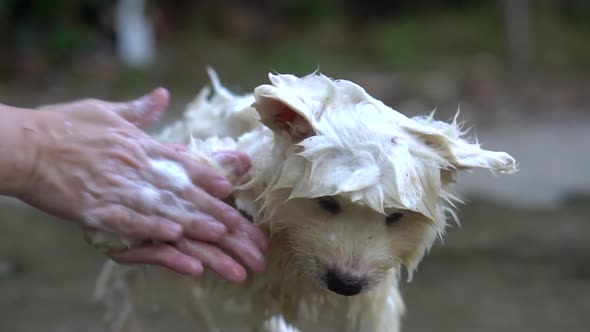 Cute Siberian Husky Puppy Bathing Outdoors