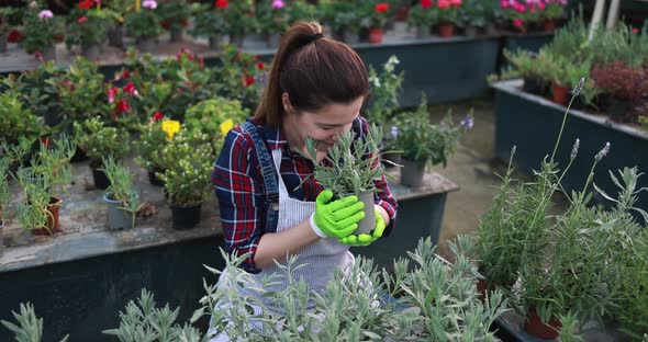 Woman working inside nursery greenhouse smelling sage plant - Green market concept