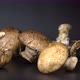 Brown Mushrooms Turning - VideoHive Item for Sale