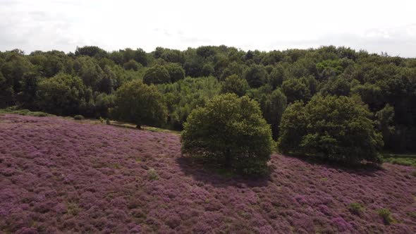 Purple blooming heathland at national park the Posbank in the Netherlands