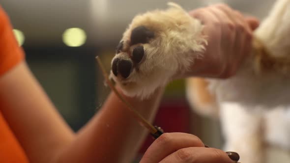 Closeup of Unrecognizable Female Groomer Gently Cutting Paw of Purebred Curly Dog Labradoodle By