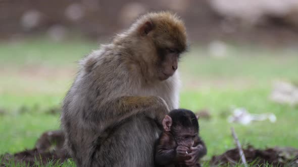 Barbary ape baby jumps on his mom 