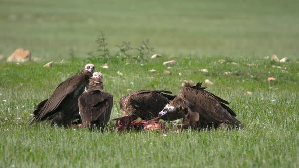 Wild Vulture Herd Eating a Dead Animal Carcass