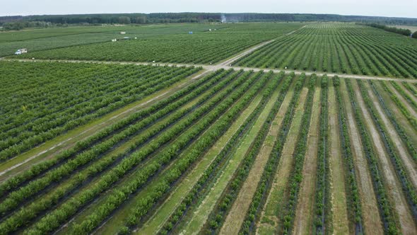Aerial Fly Over Green Field of Blueberry Plantation in the Sunny Day, Blueberries Before Harvest