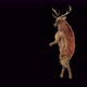 43 Deer Dancing 4K - VideoHive Item for Sale