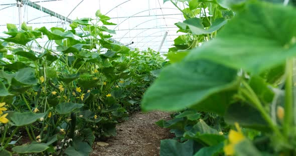 Growth Greenhouse Cucumbers