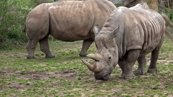 Southern white rhinoceros (Ceratotherium simum simum). Critically endangered animal species.