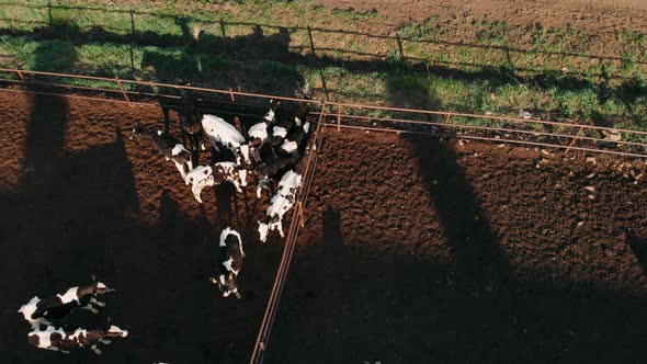 A Cowshed Barn with Lots of Cows. Aerial Drone Shot. Cows From a Dairy Farm Brought To Slaughter at