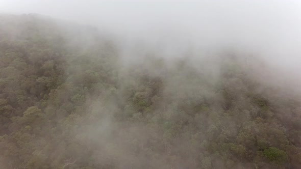 Misty Fog Blowing Over Tropical Forest.