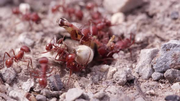 Swarm of fire ants attacking a grasshopper