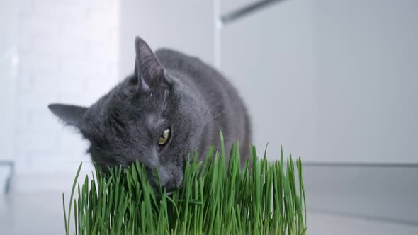 Handsome Gray Cat Eating Green Grass Grown in a Pot for Him