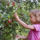 Little Girl is Eating Cherry Picking Up Berries From the Tree - VideoHive Item for Sale