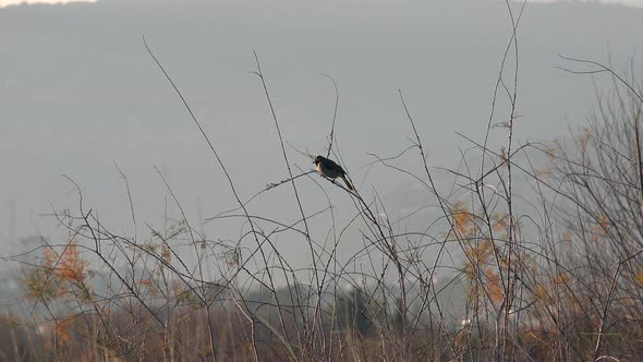 One Black Bird in Thicket