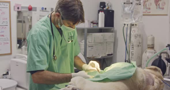 Veterinary surgery - Veterinarian operating a white dog in a pet clinic