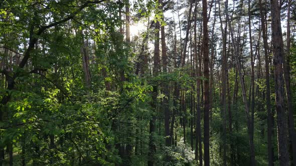 Wild Forest Landscape on a Summer Day