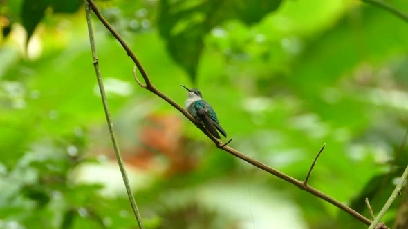 Small green tropical bird sitting on a branch and extending its tongue. Close up of a Green Thorntai