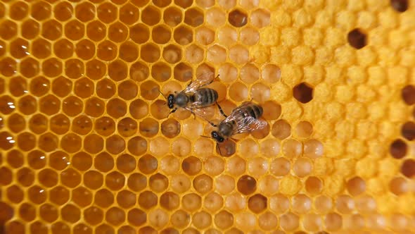 Swarm of Bees Working on a Honeycomb Carries Honey and Nectar. Close Communication of Bees, Bee