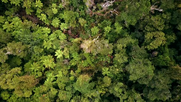 Top-down view of rainforest