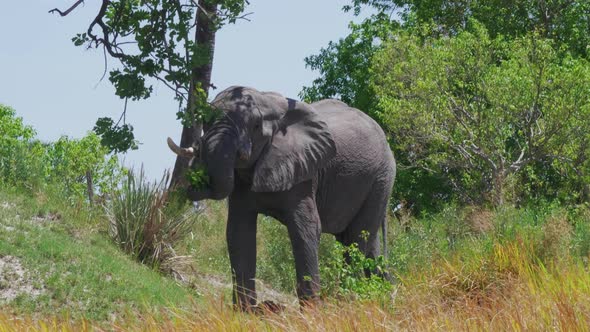 An Elephant Eating The Leaves Of A Tree In Makgadikgadi Pans In Botswana - medium shot