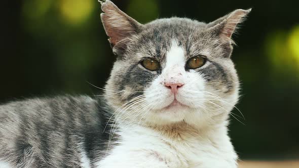 An old street cat looks into the camera close-up.