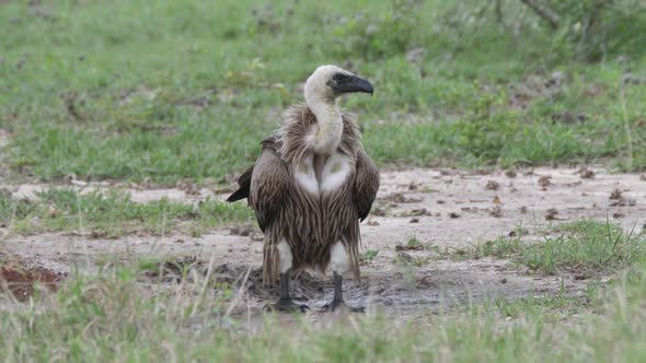 White-backed vulture on the ground at Nxai Pan