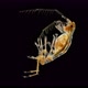 Crustacean Dulichia sp, under the microscope, of the Dulichiidae family - VideoHive Item for Sale