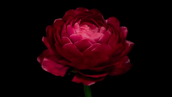 Time Lapse of Opening Red Flower Buttercup on a Black Background