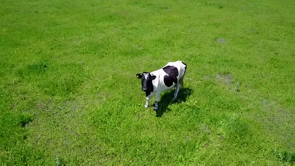 A cow grazes on a green lawn, shooting from the air