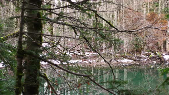 Lake Surrounded By a Snowy Forest in the Biogradska Gora National Park