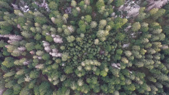 Pinewood Trees from Above