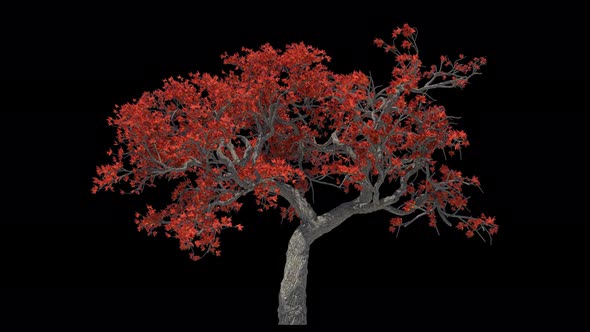 Autumn Maple Tree Loop alt