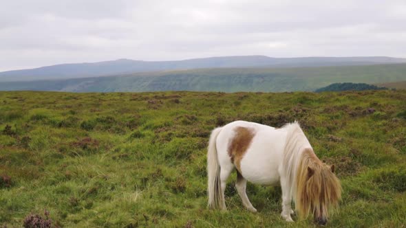 Still shot of horse grazing on mountain peak