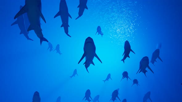 Animation of a large group of great white sharks slowly swimming in the ocean