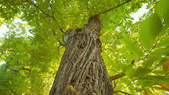 Chestnut Tree Bark Covers High Trunk Hidden in Shadow