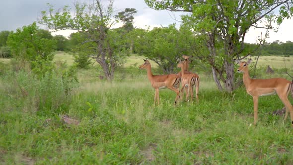 Herd of Antelopes in a small green forest area on the savanna. Botswana, Africa. Safari. Slow motio